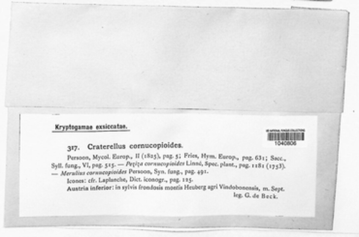 Craterellus cornucopioides image